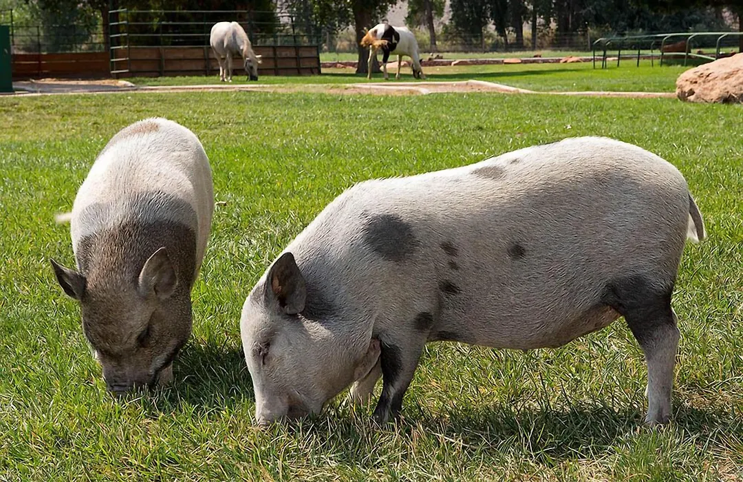 Sorrel River Ranch Resort & Spa-1