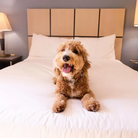 Sonesta Simply Suites Garden Grove Anaheim-2