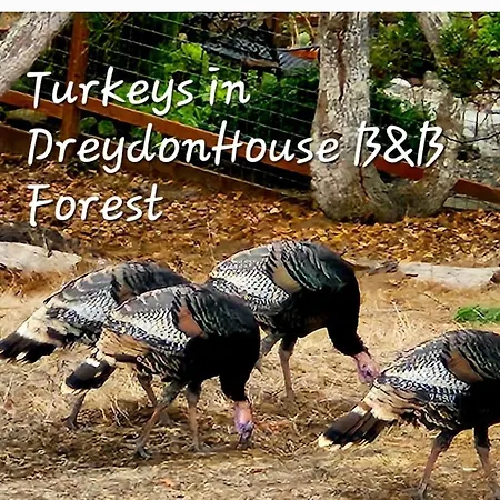 Dreydon House Bed And Breakfast-2