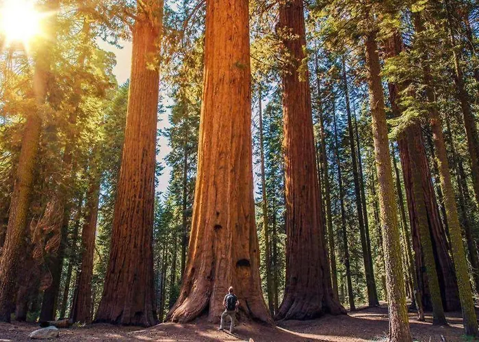 Sequoia Hut!