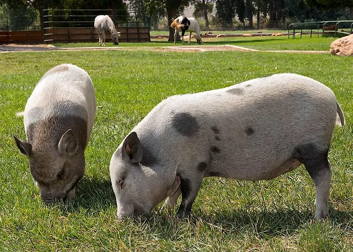 Sorrel River Ranch Resort & Spa Castle Valley, United States
